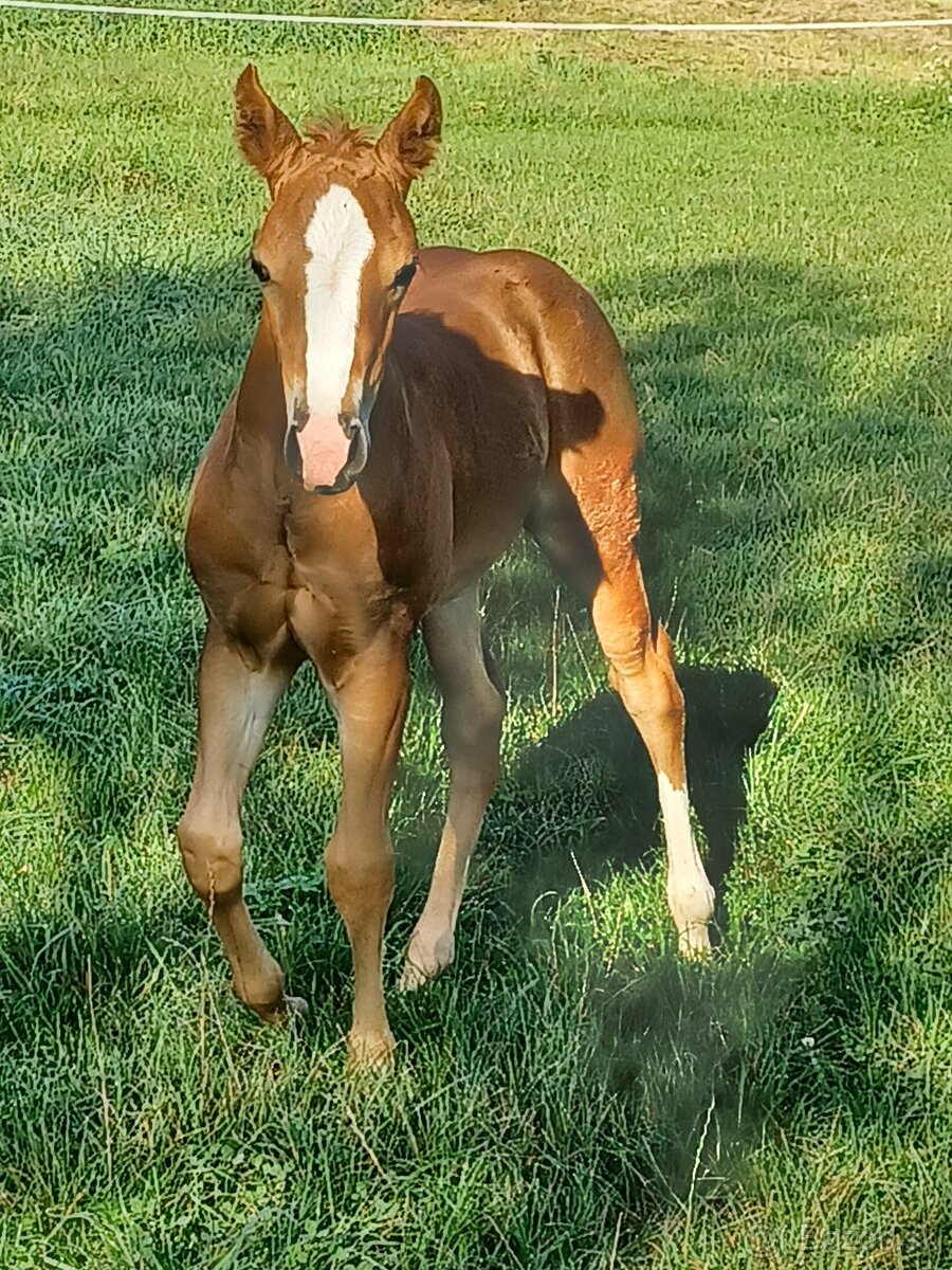 Klisnička Quarter horse - 3