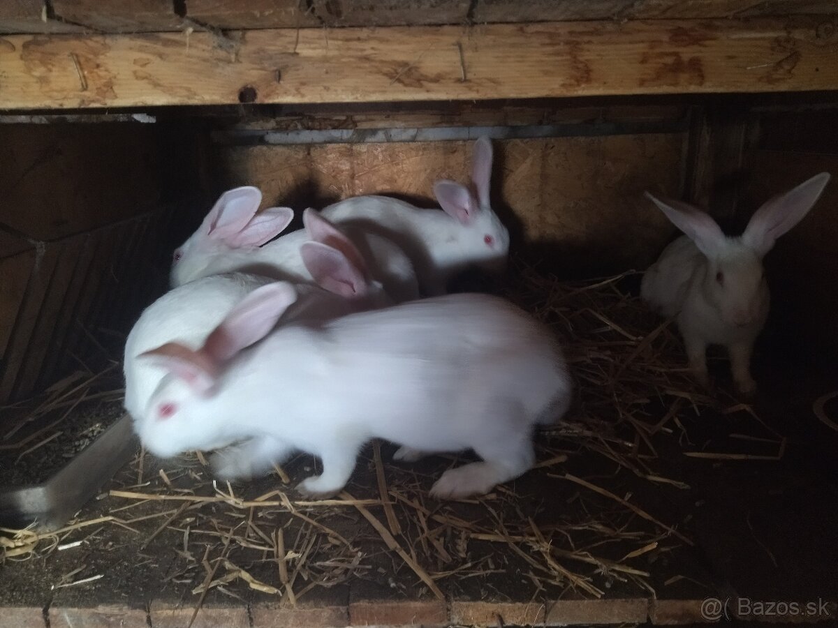 Králiky hyplus - 3