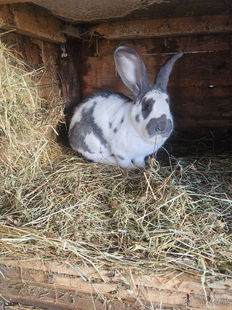 Ponúkam na predaj - 3