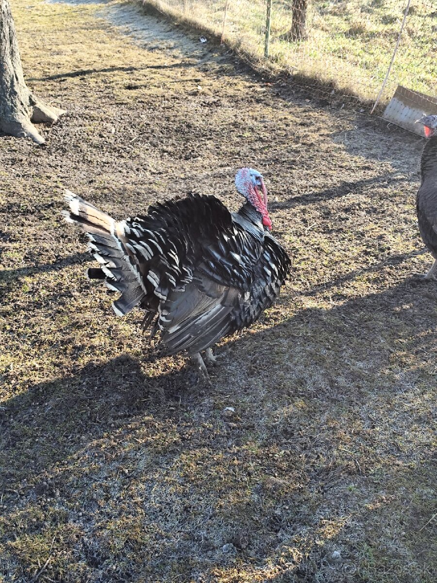 Moriak bronzový - 3