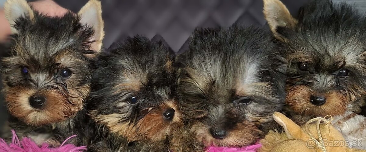 Yorshirský terier-šteniatka - 3