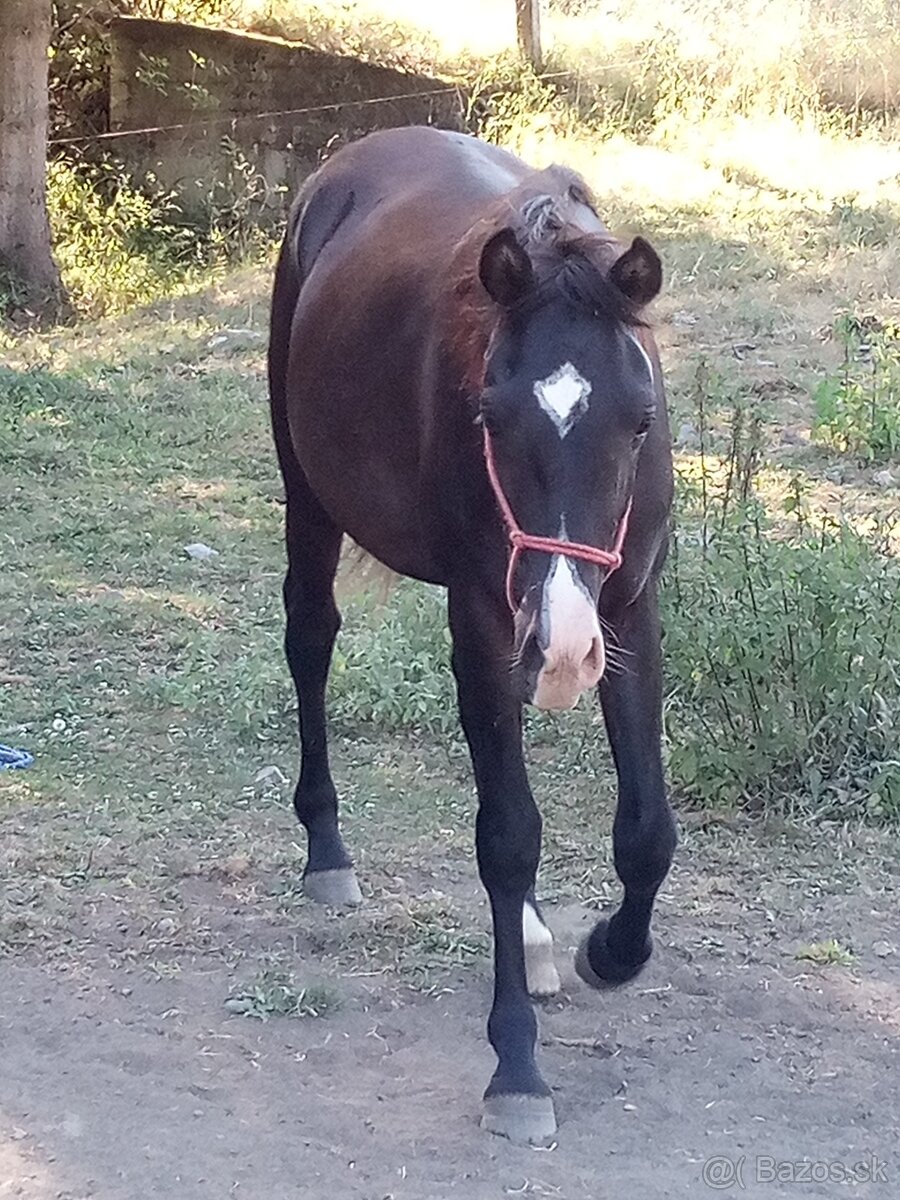 Shagya arab - 3