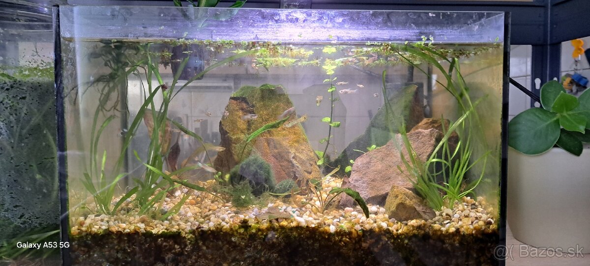Predávam akvarium aj s rybami aj pre začiatočnikou - 3