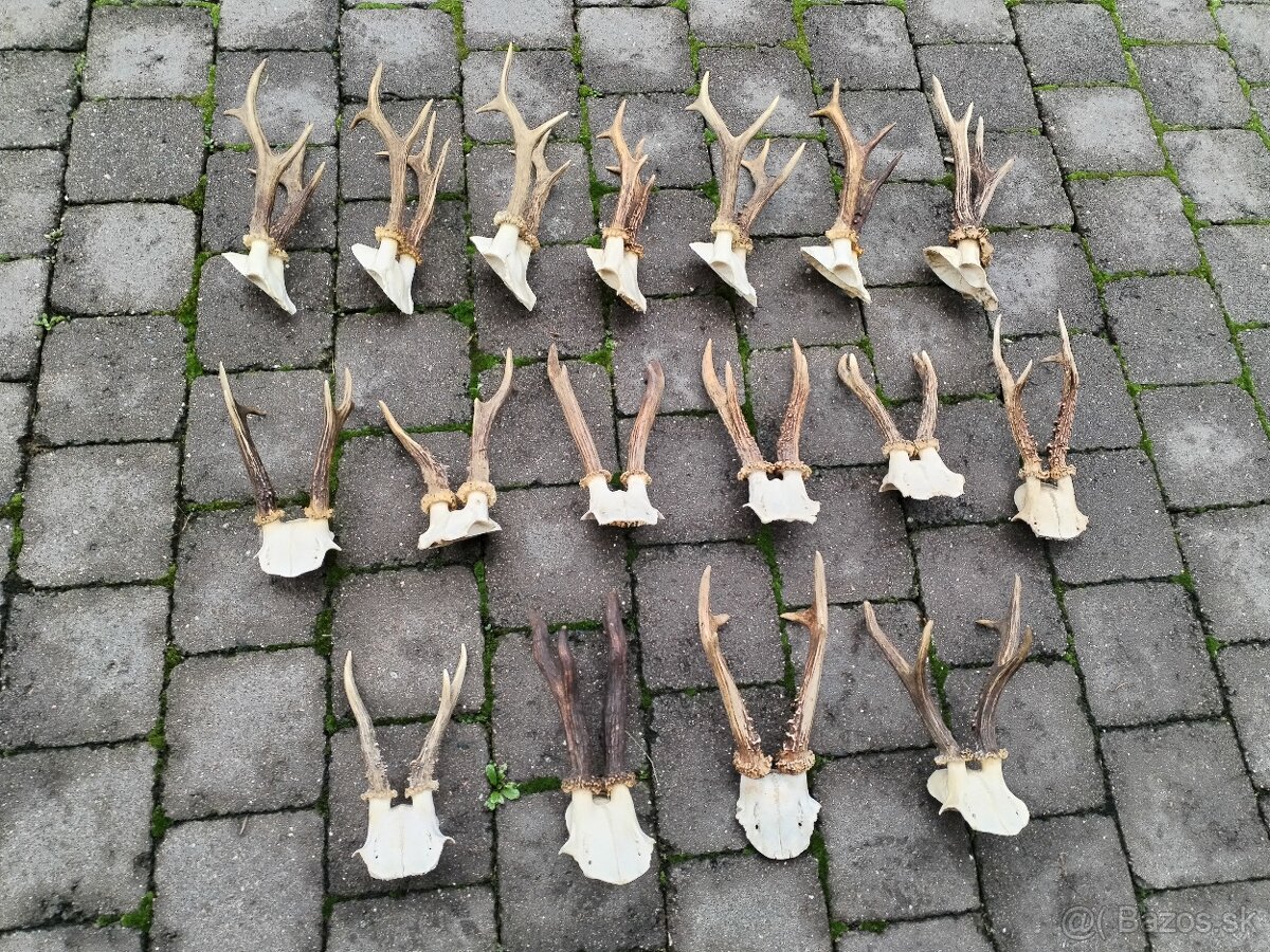 Srnčie trofeje parohy - 3