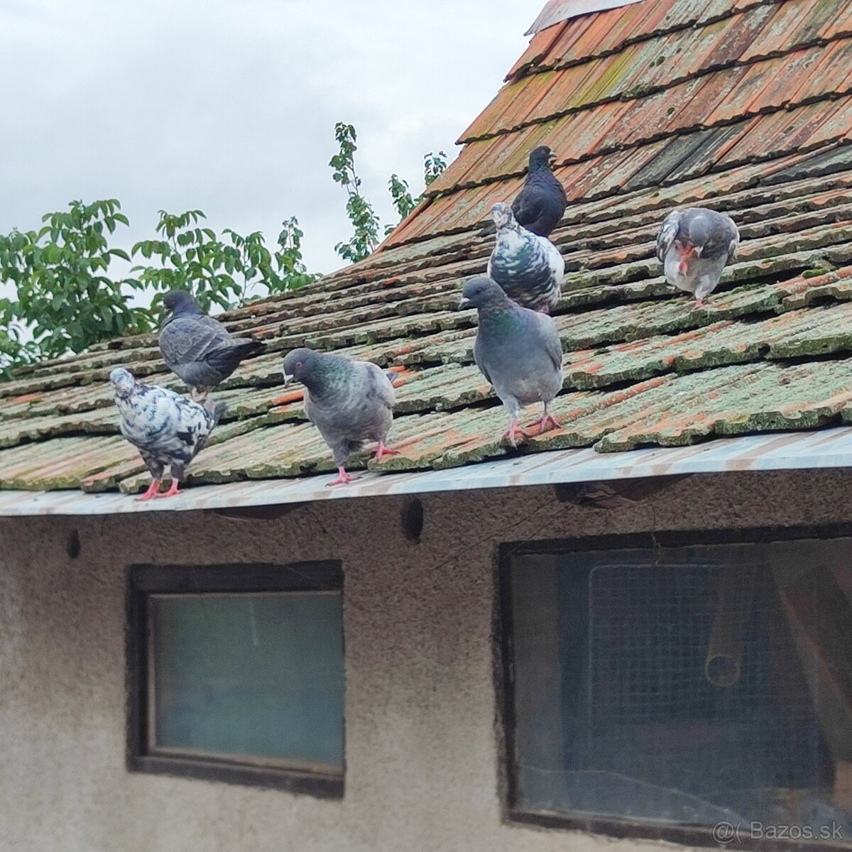 Holuby - 3