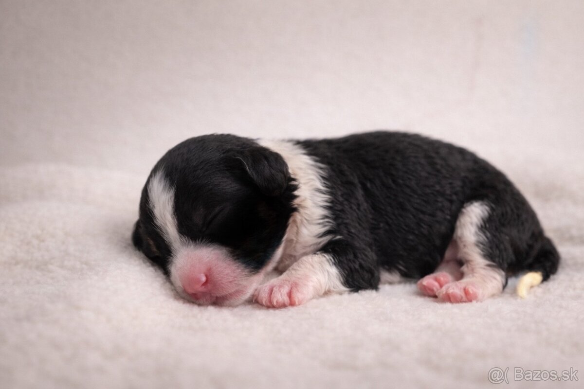 Čínsky chocholatý pes s PP - 3