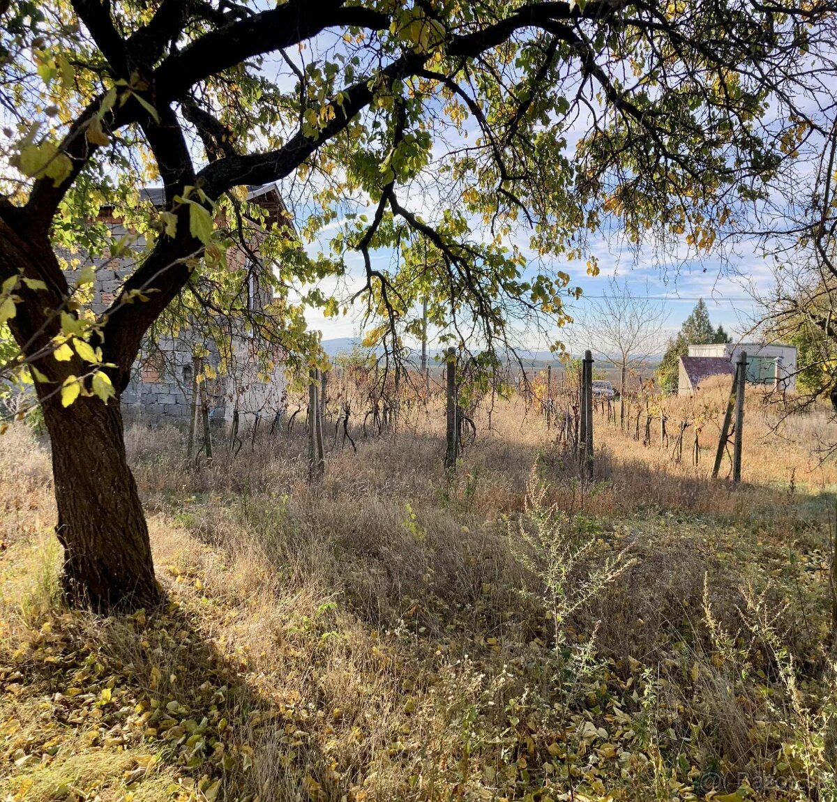 Vinica a sad - Kamenný Most, Hegyfarok - predaj alebo výmena - 3