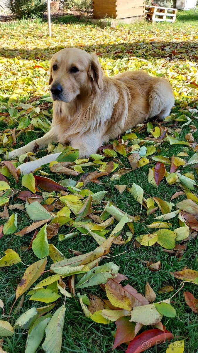 Zlatý retriever na krytie - 3