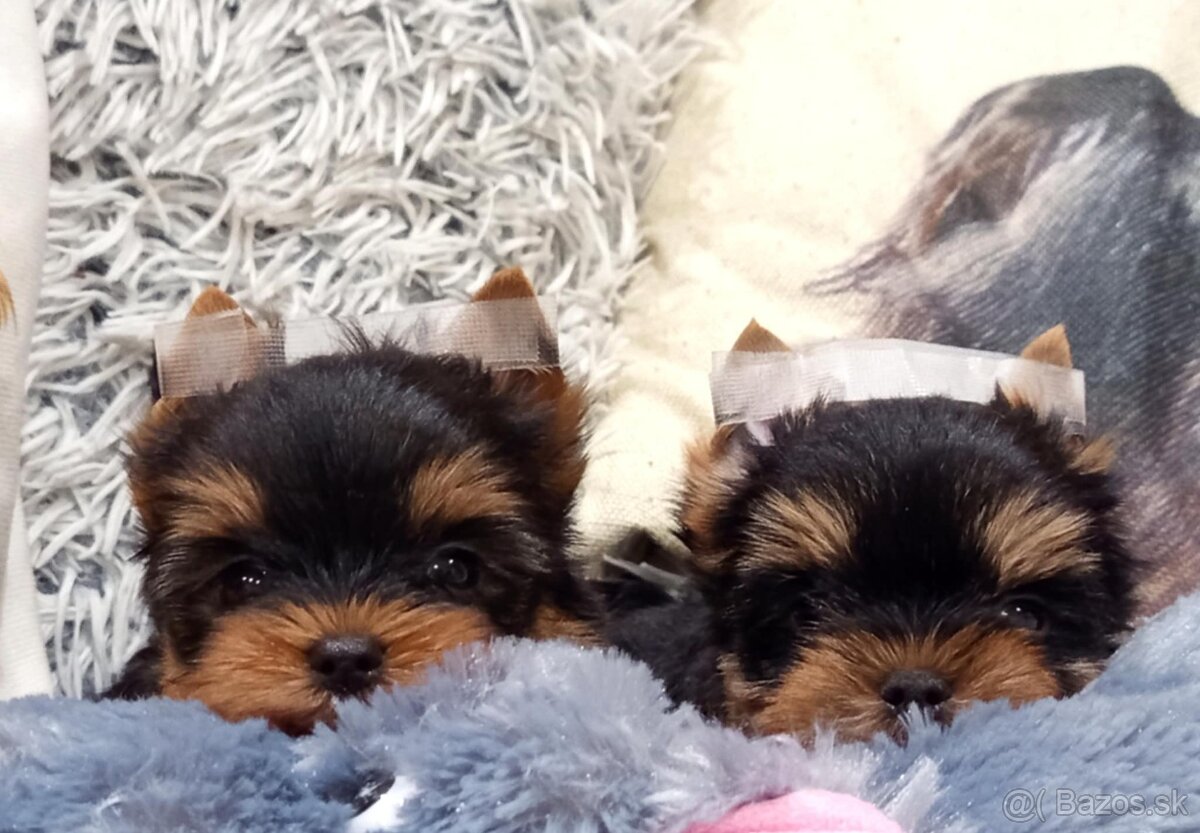 Yorkshire terrier - šteniatka s PP - 3