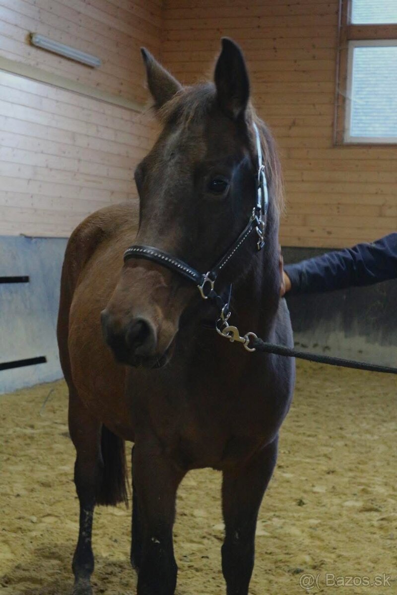 Kobyla na predaj - 3