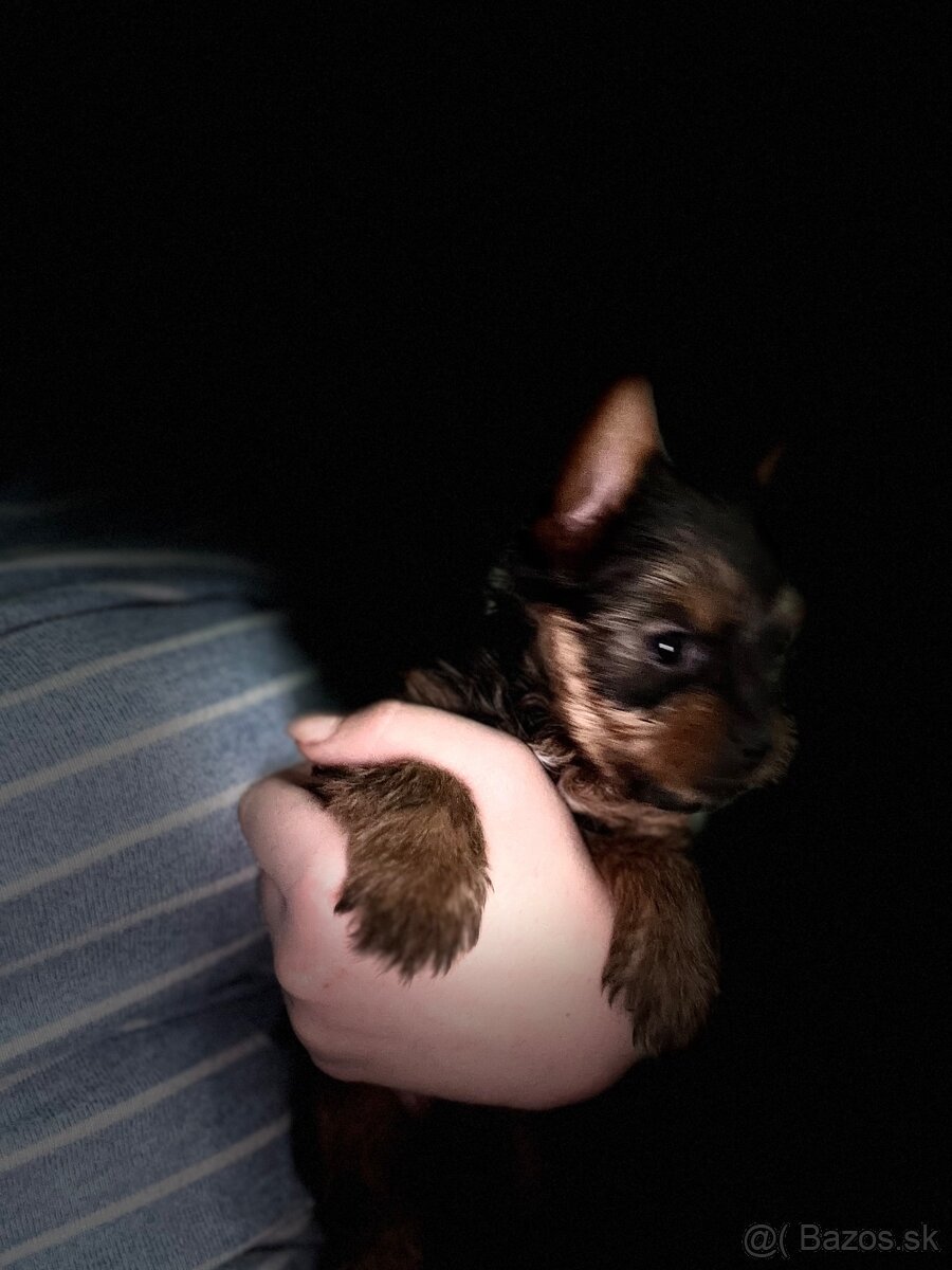 Yorkshirsky terier - 3