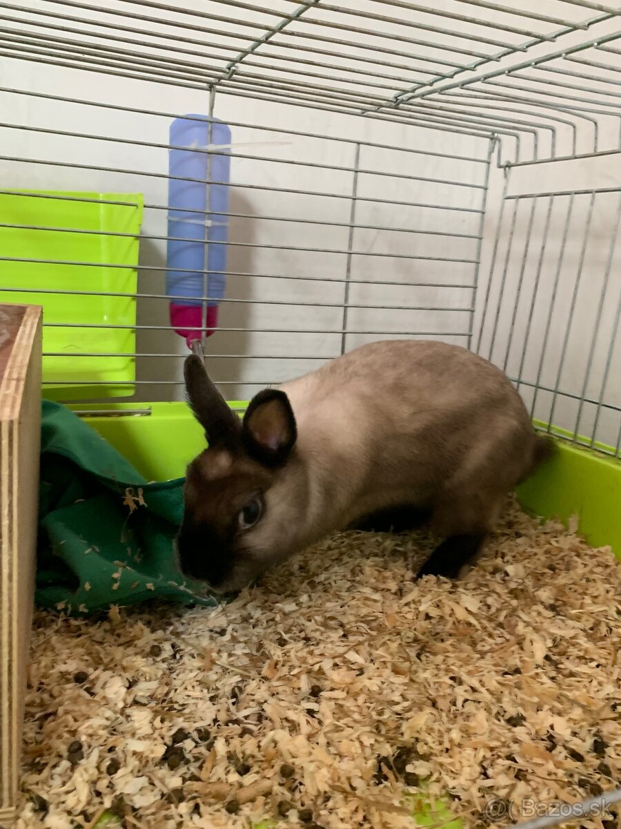 Darujem králička. - 3