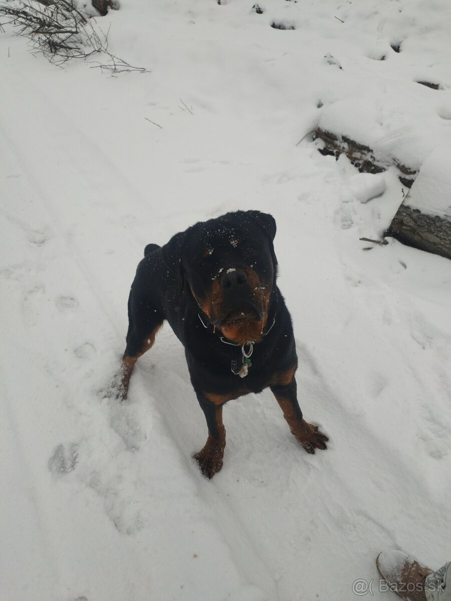 Rottweiler na krytie - 3