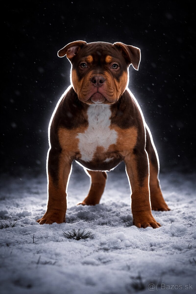 American Bully XL - 3