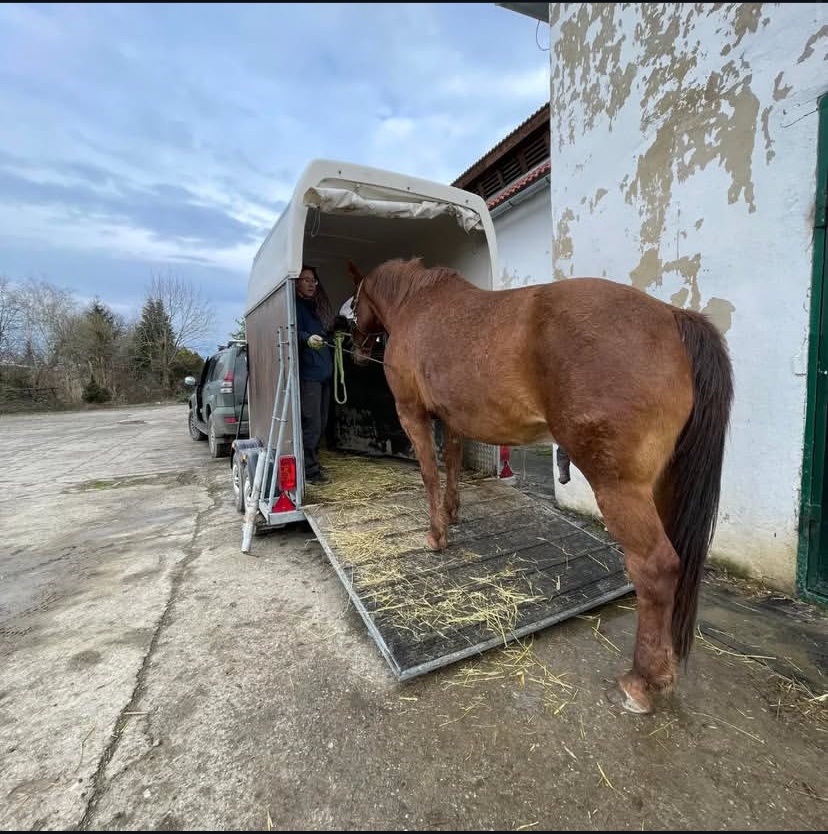 Preprava koní, tréningy, vychádzky - 3