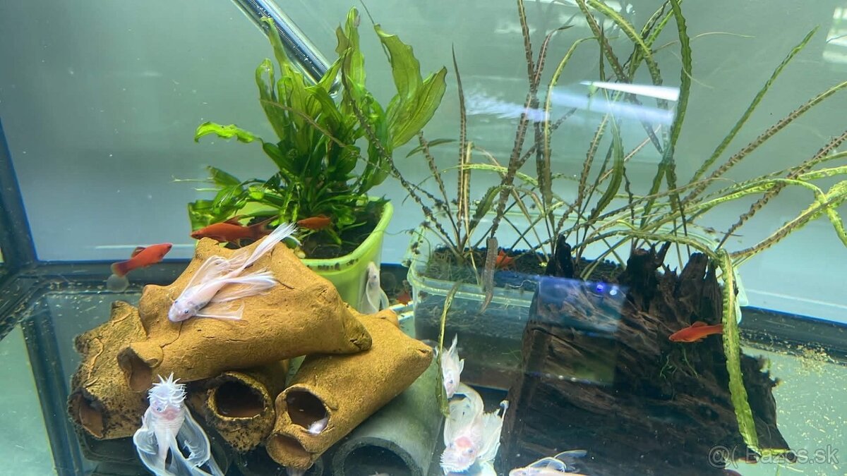 Xiphophorus Red Ruby - 3