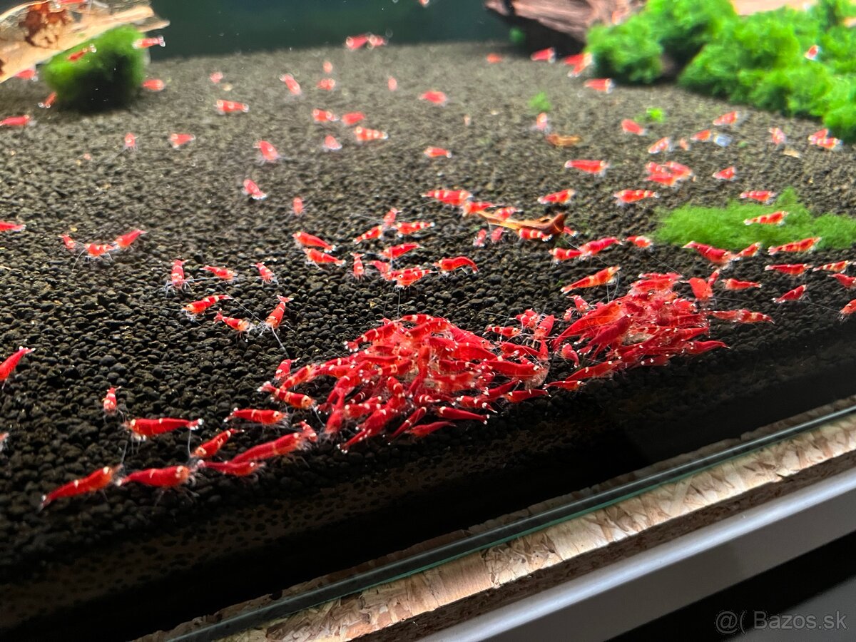 Caridina Super Crystal Red - 3