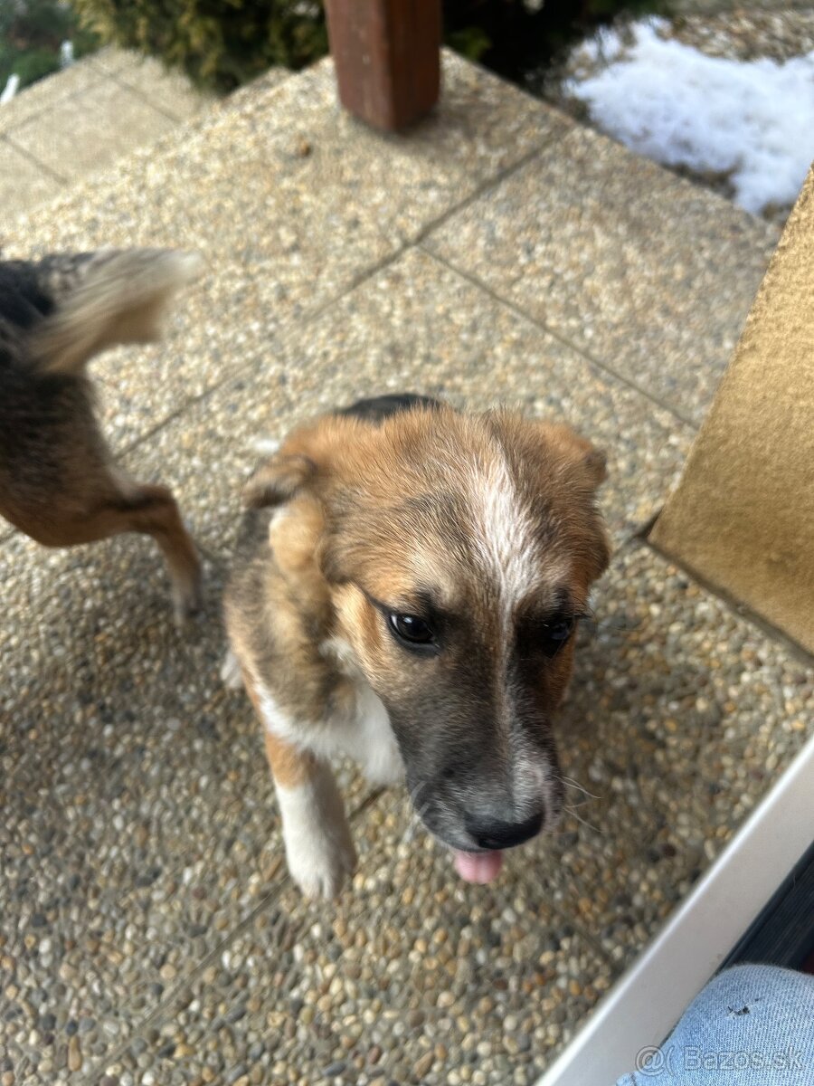 Darujem šteniatko do dobrých ruk - 3