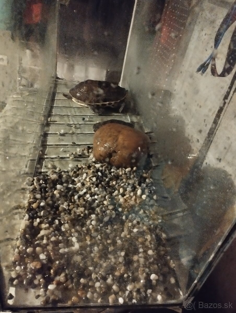 Korytnačky pismonkové ozdobné - 3