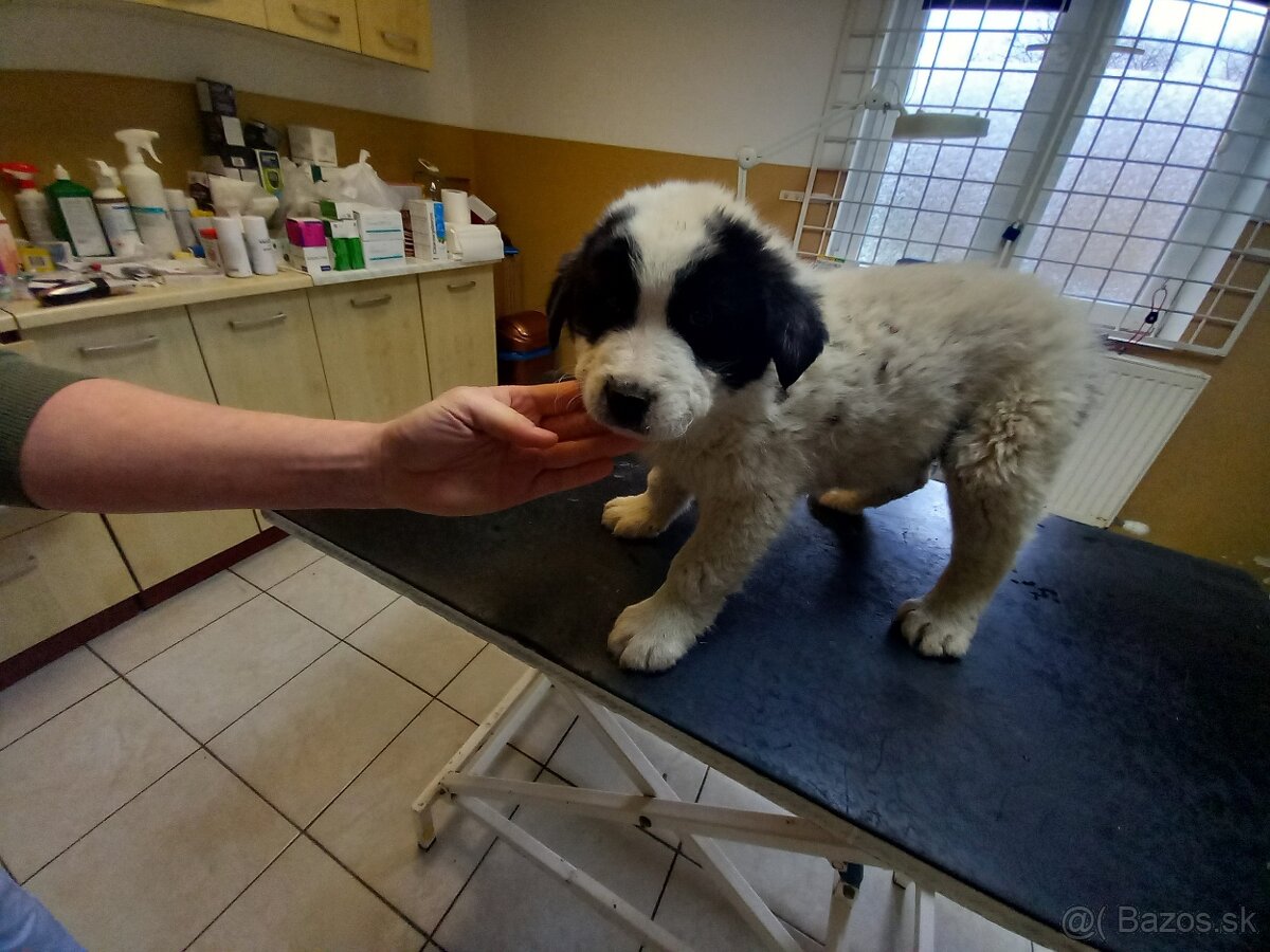 SAO Stredoázijský ovčiak - 3