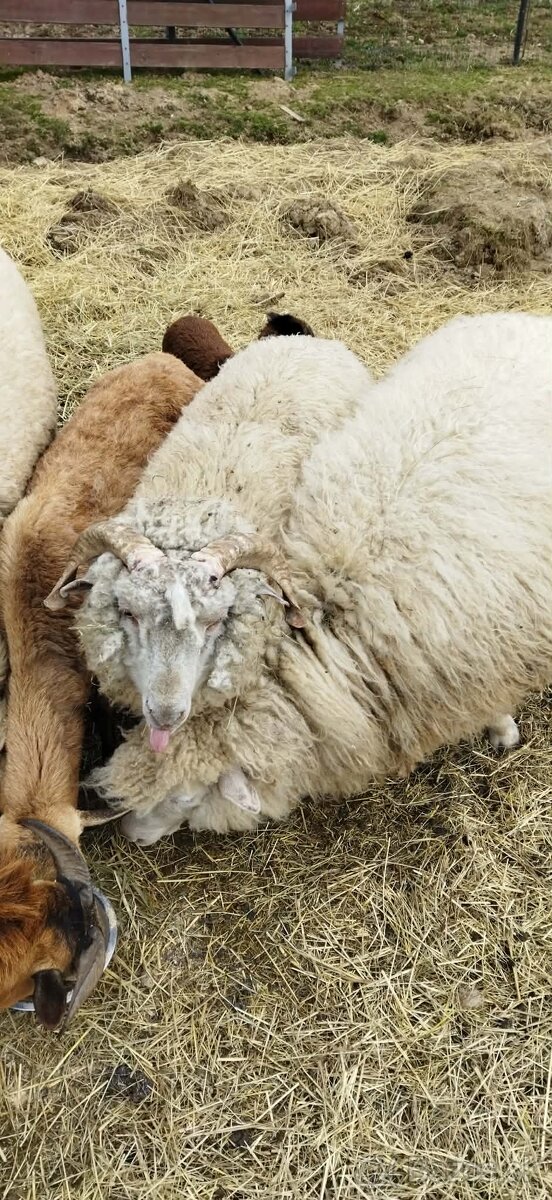 Predám barana 10 mesiacov - 3