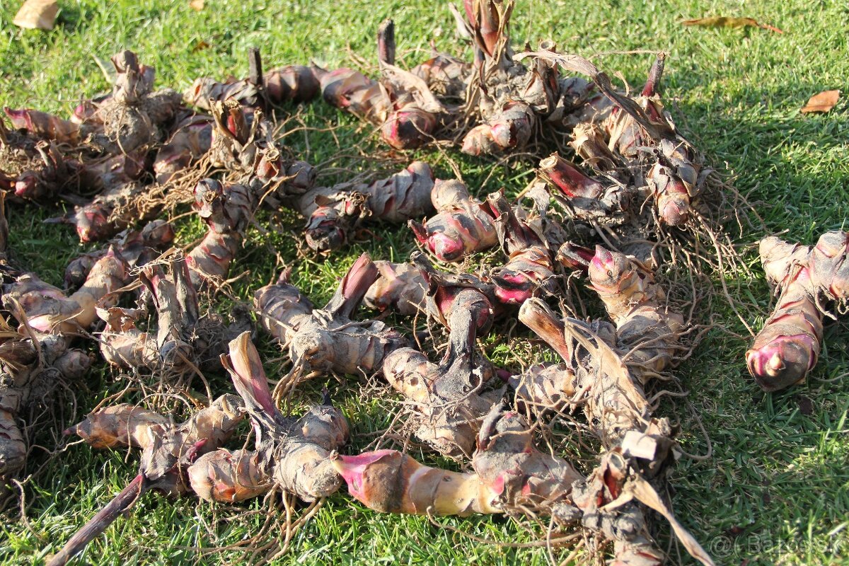 Kana indická - Canna indica - 3