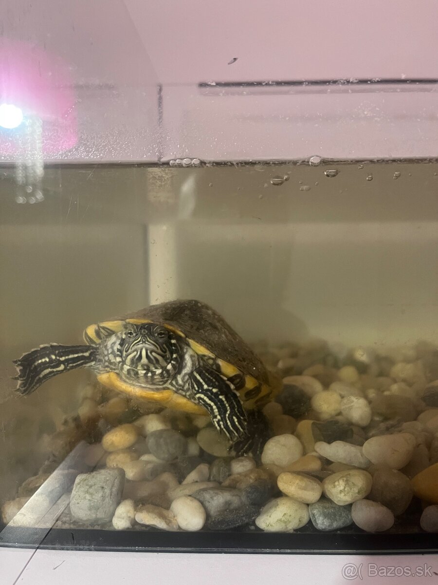 Predám akvárium. - 3