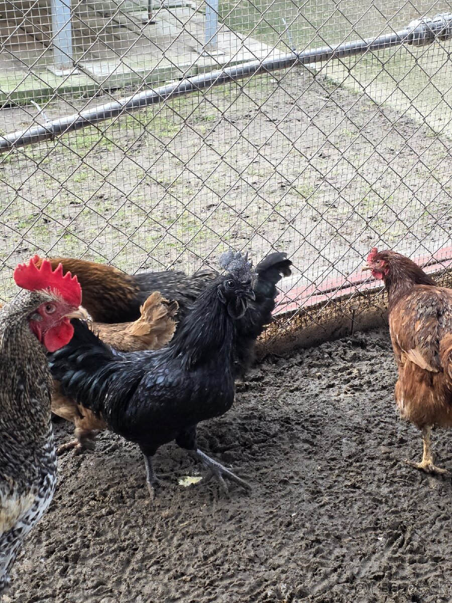 Kohut Ayam Ceman. - 3