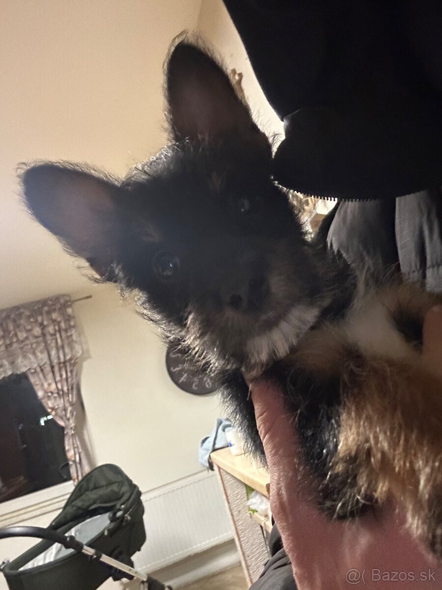 Yorkshirsky teriér - 3