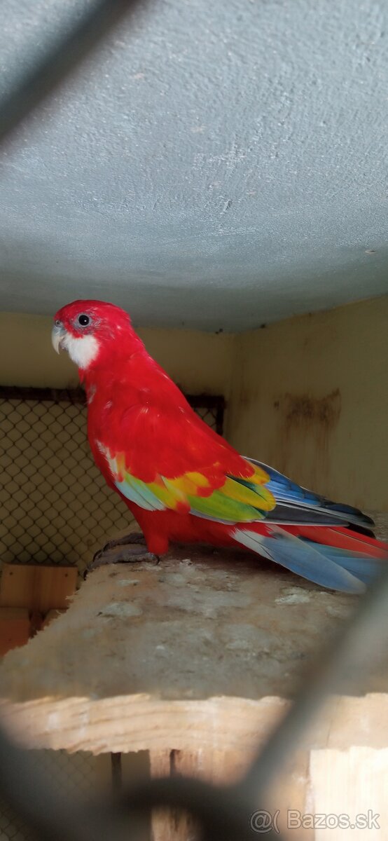 Predam - 3