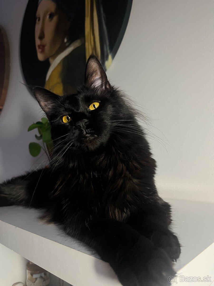 Mačka Maine Coon - 3