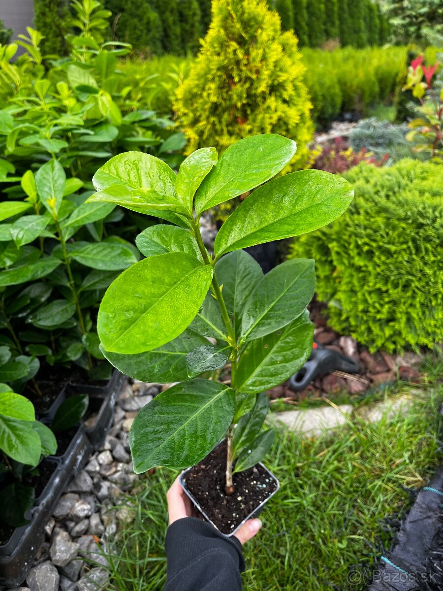 vavrinovec 30-40cm/3€ - 3