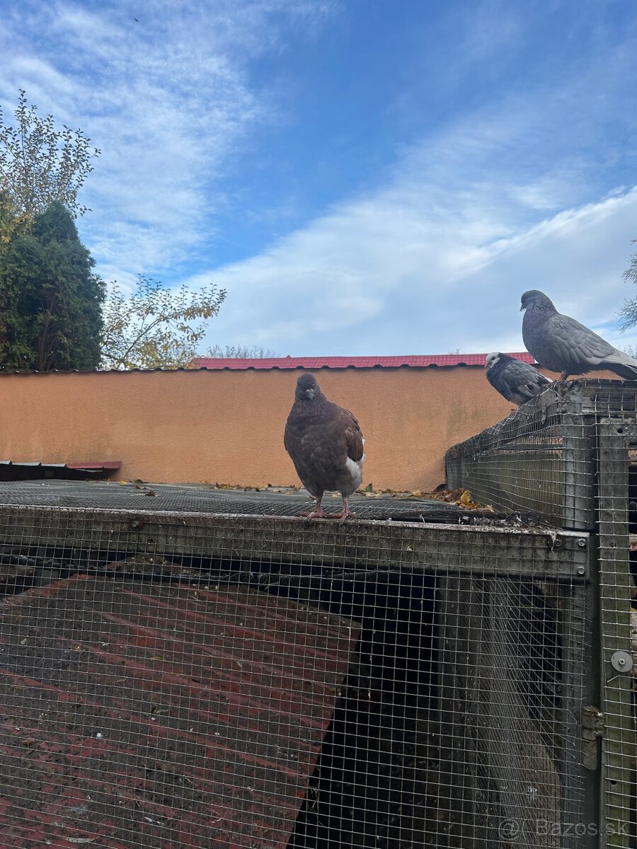 Ruším chov holubov - 3
