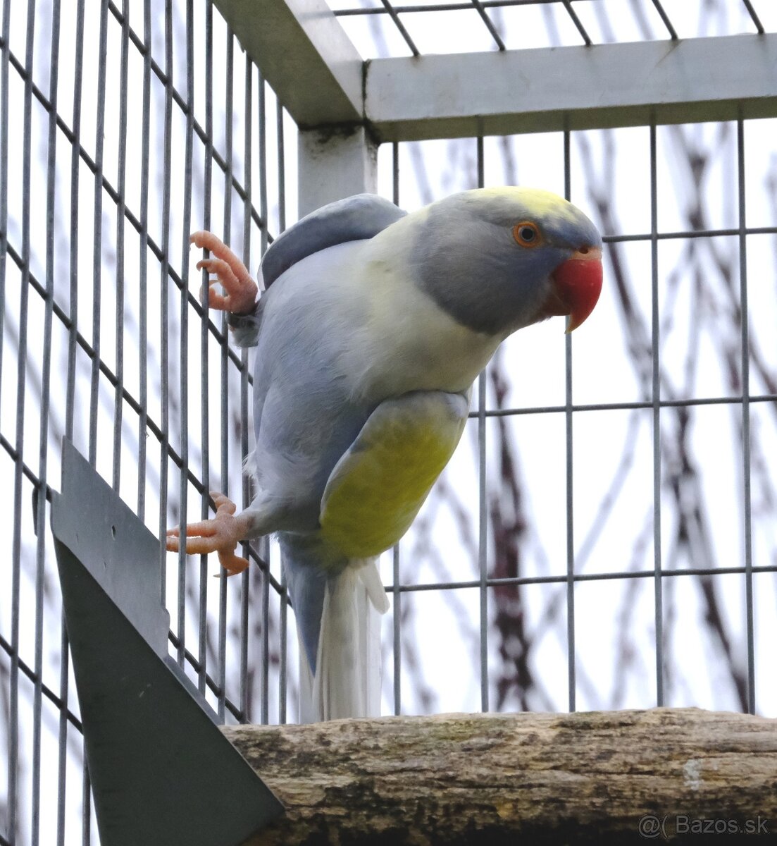 Alexander malý chovný pár - 3