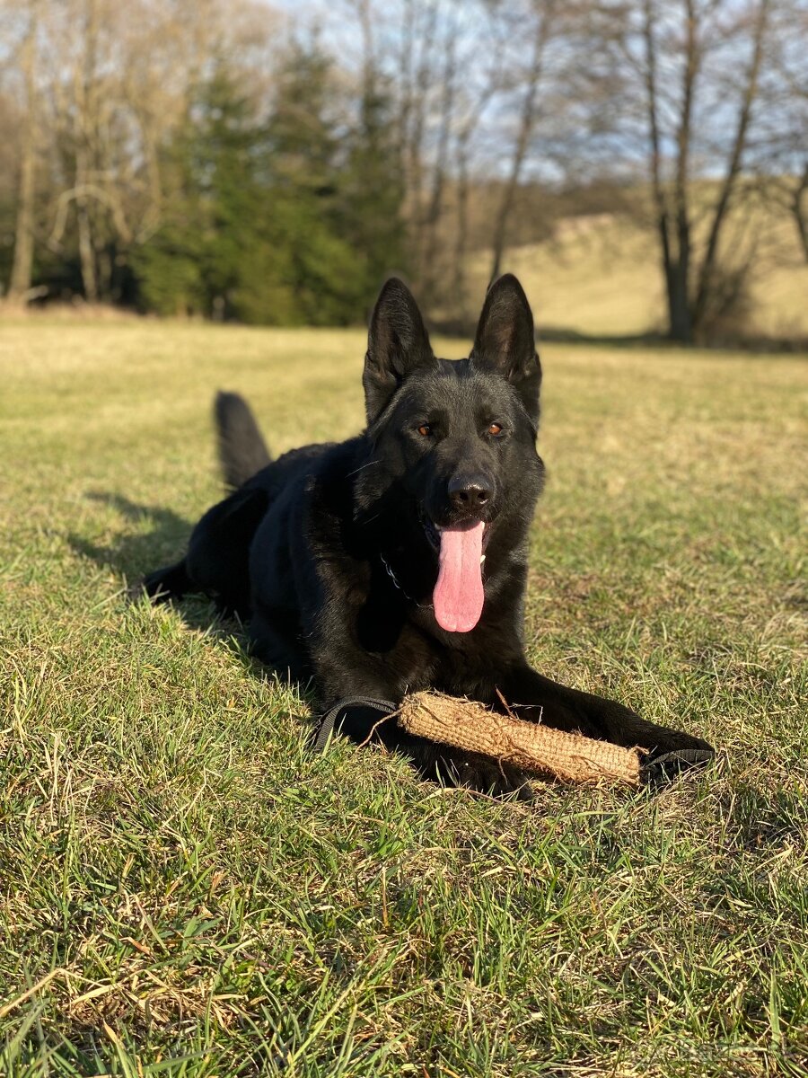 Nemecky ovčiak s PP krytie - 3