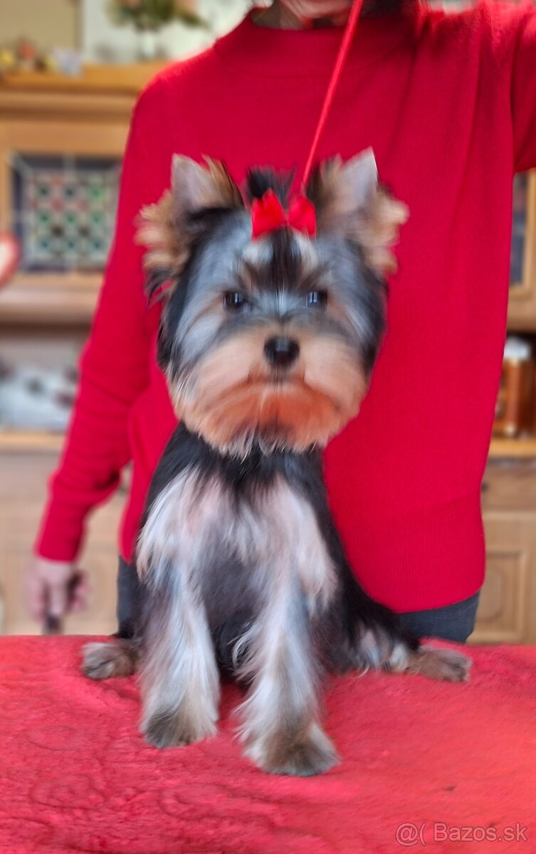 Yorkshire terrier s PP - psík - 3