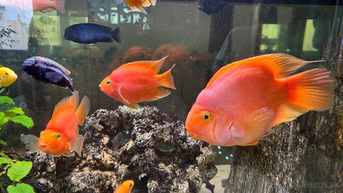 Predám Red Parrot 20cm/40€ - 3