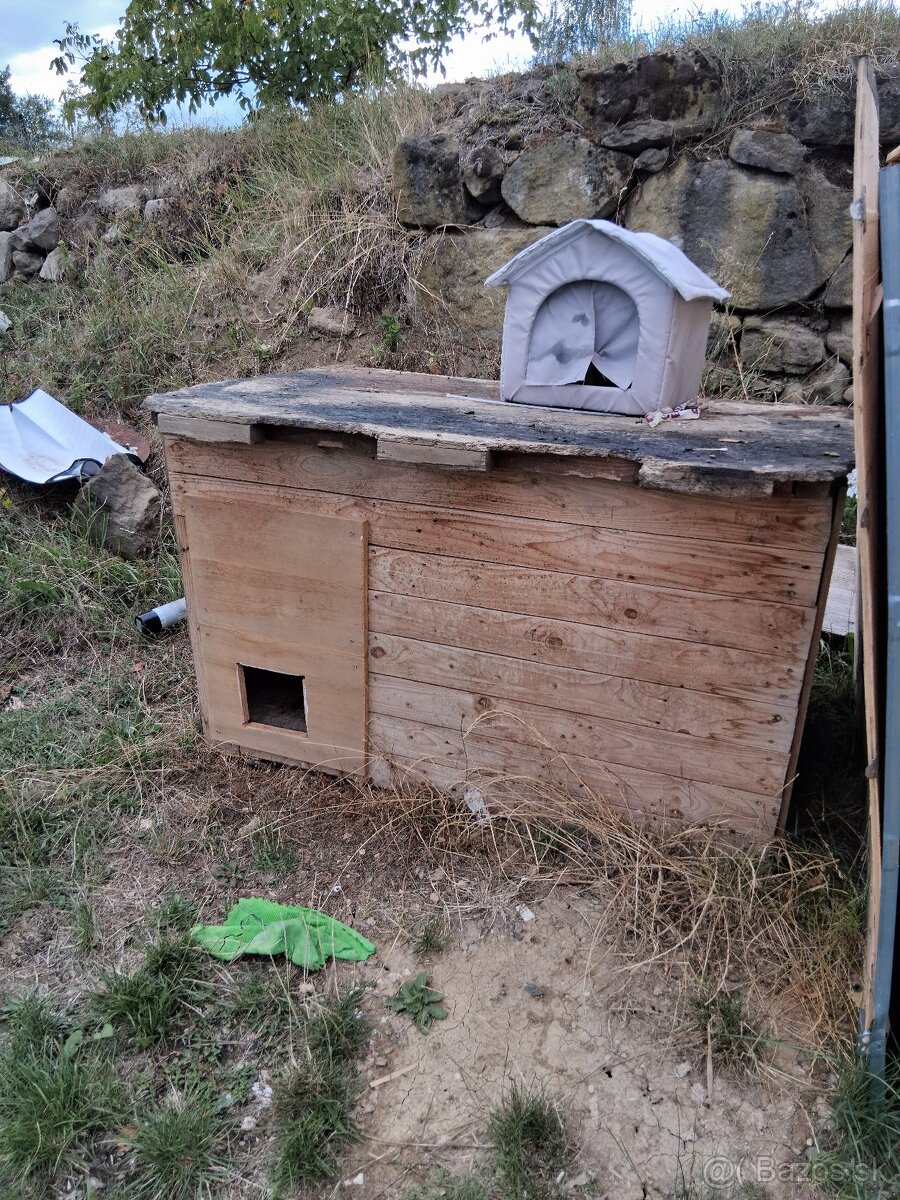 Búda pre psa - 3
