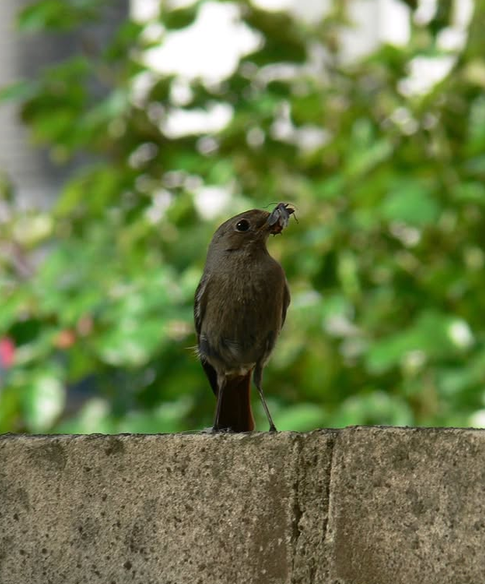 Panasonic Lumix DMC-FZ30 - 3