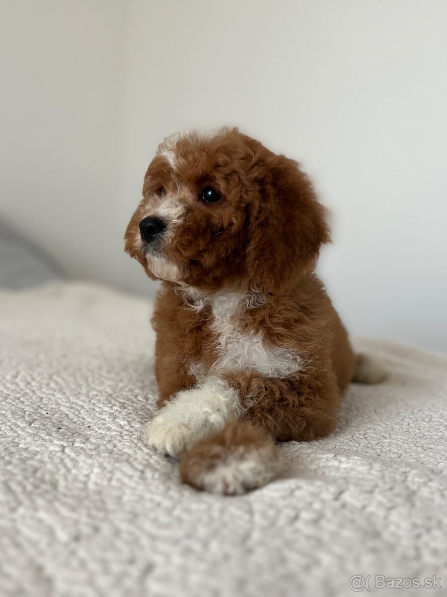 Cavapoo psík - 3