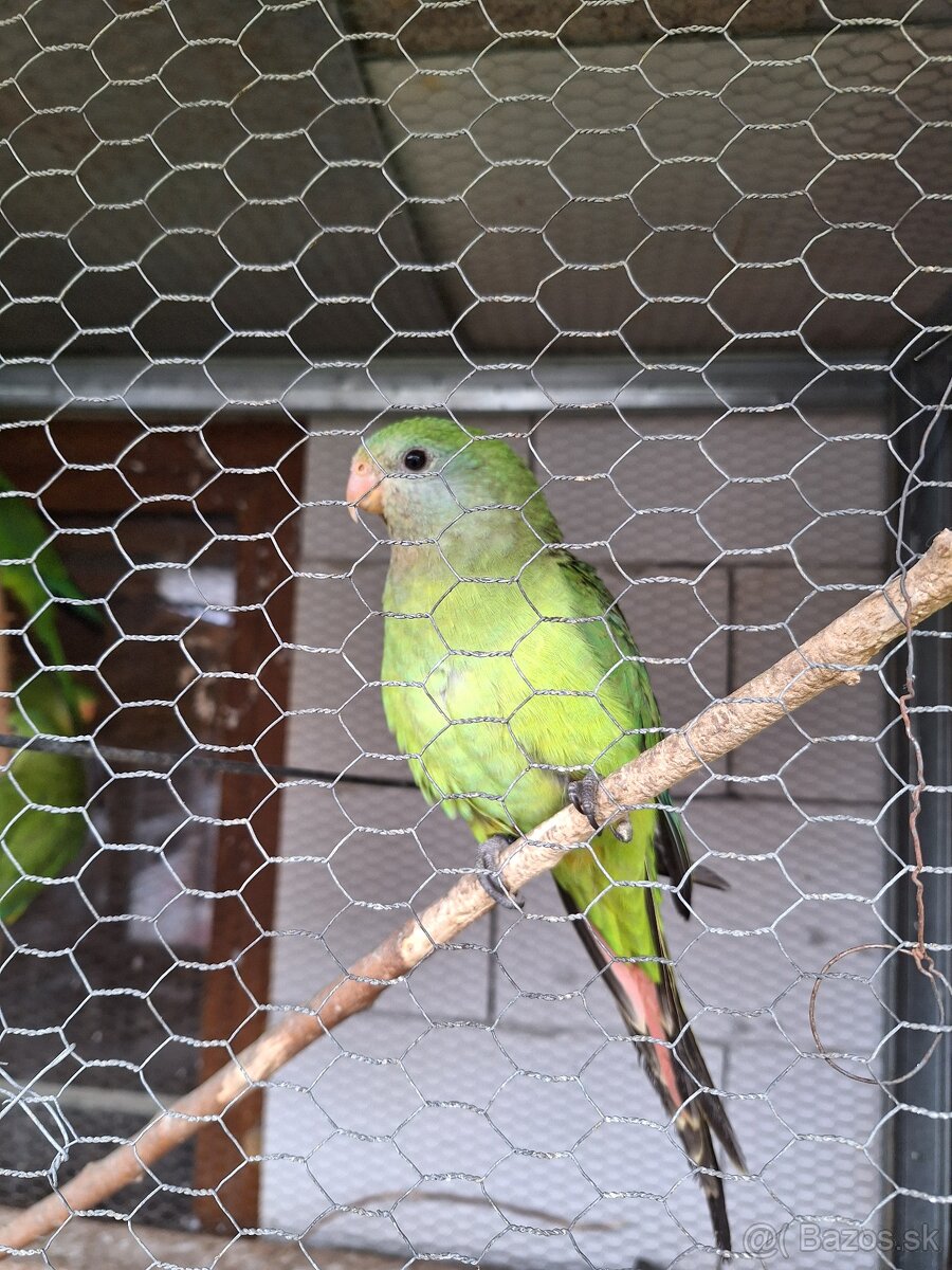 Predám Papagáj Nádherný - 3