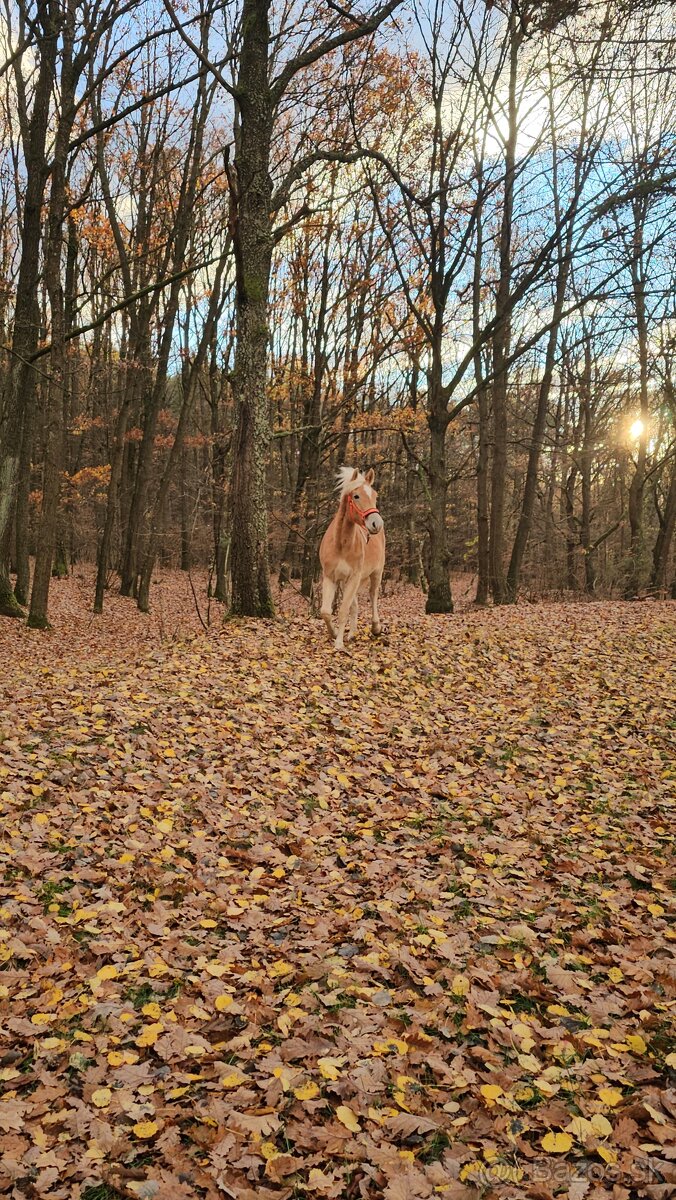 Dochádzka ku koňom - 3