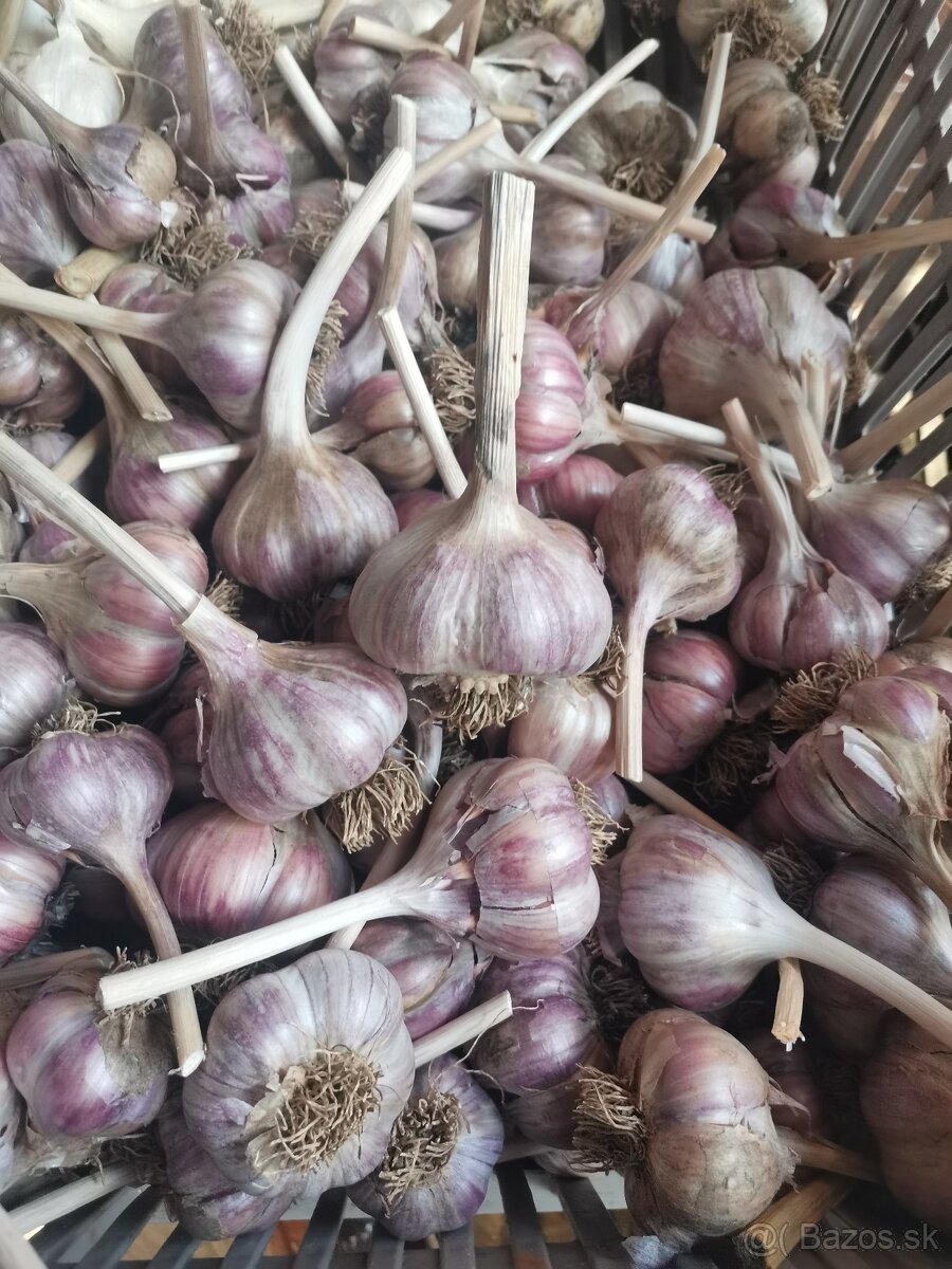 Predám cesnak - 3