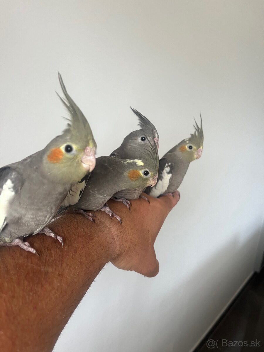 Korely ručne dokrmena Krotká - 3