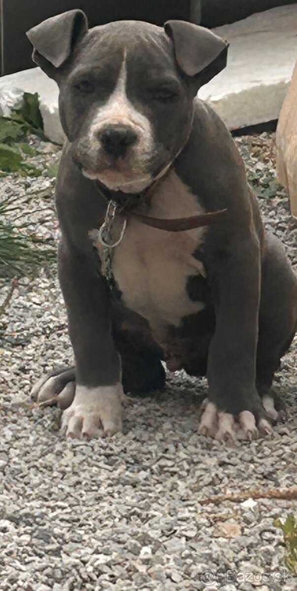 Pitbul - 3