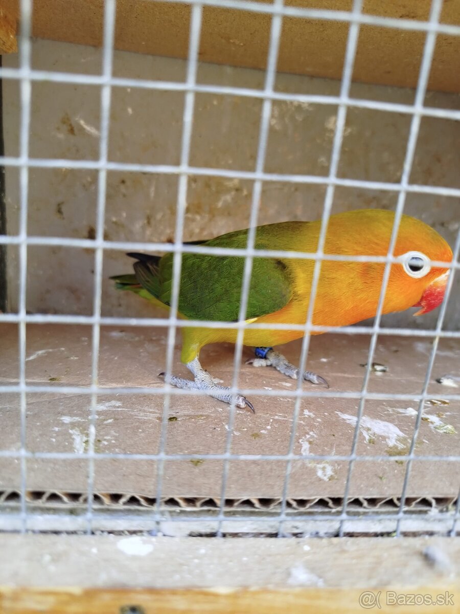 Agapornis fisher - 3