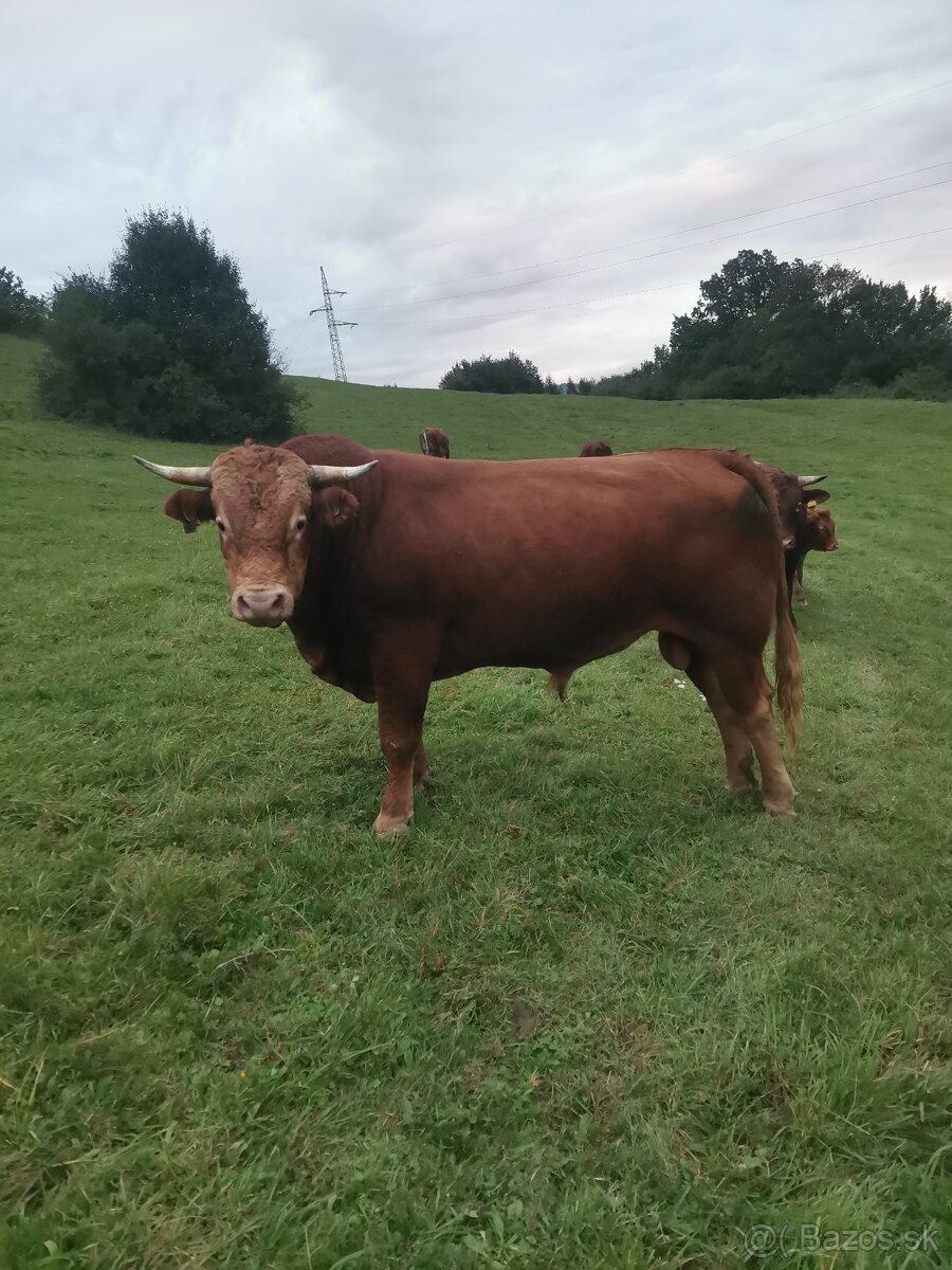 Býk na pripúšťanie - 3
