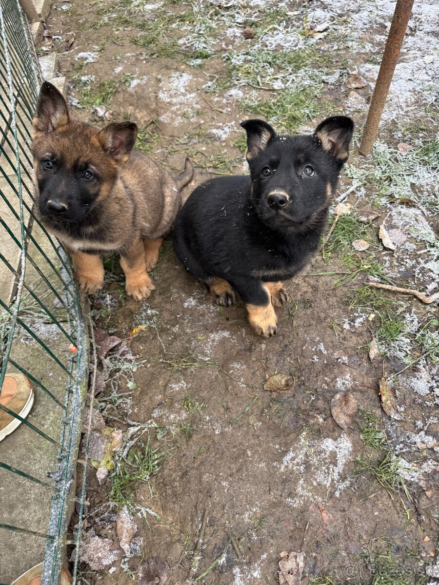 Šteniatka - nemecký ovčiak - 3