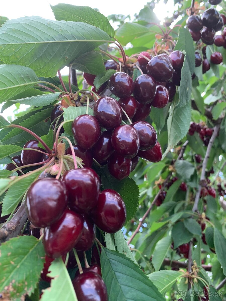 Čerešne predám - 3