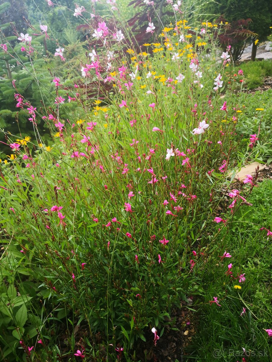 Gaura - 3